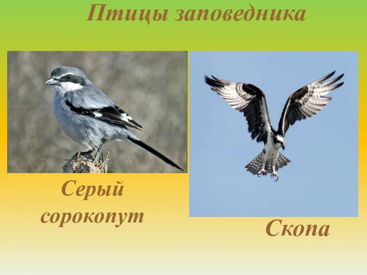 Птицы заповедника Скопа Серый сорокопут