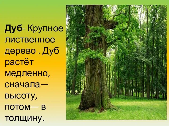 Дуб- Крупное лиственное дерево . Дуб растёт медленно, сначала—высоту, потом— в толщину.