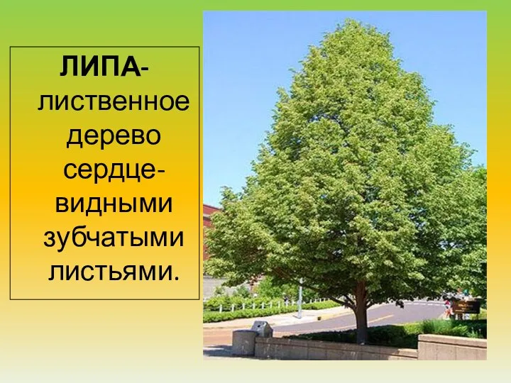 ЛИПА-лиственное дерево сердце- видными зубчатыми листьями.