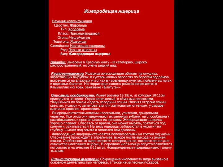 Живородящая ящерица Научная классификация Царство: Животные Тип: Хордовые Класс: Пресмыкающиеся