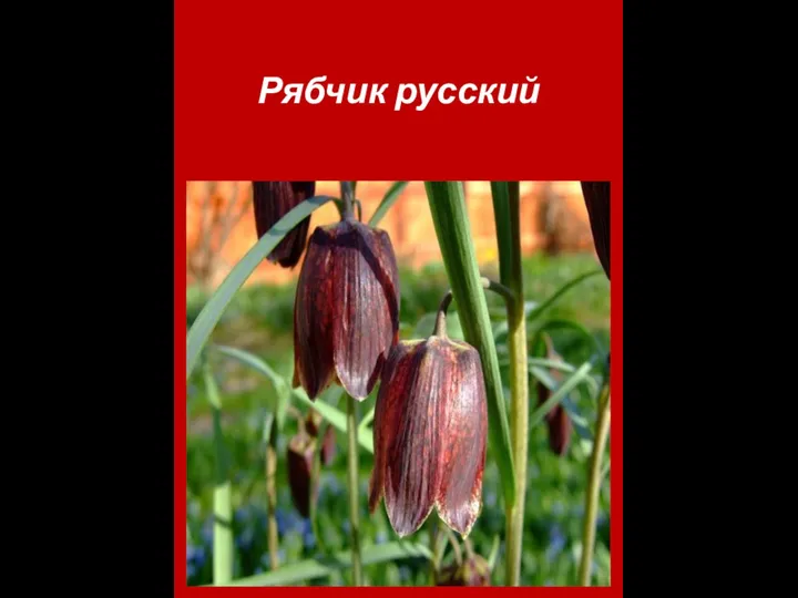 Рябчик русский