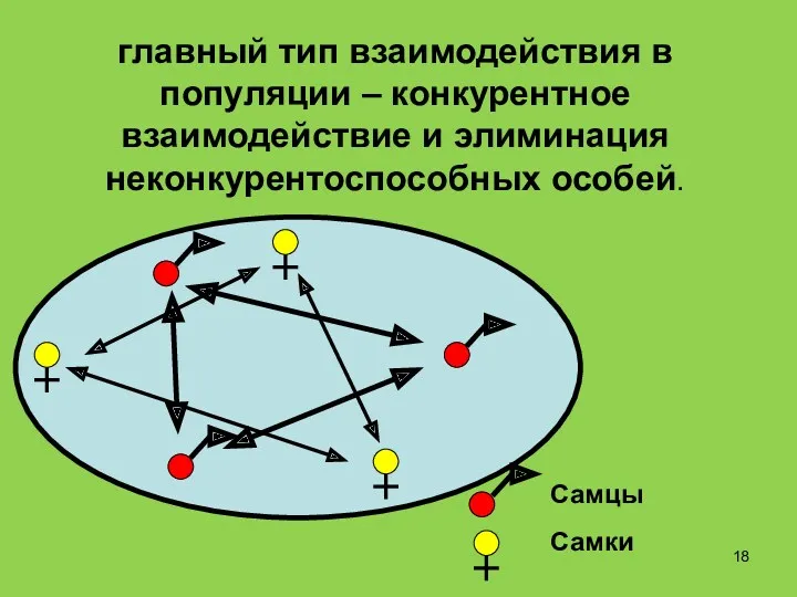 главный тип взаимодействия в популяции – конкурентное взаимодействие и элиминация неконкурентоспособных особей. Самцы Самки