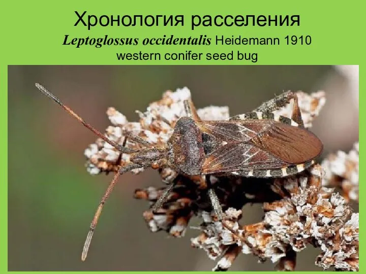 Хронология расселения Leptoglossus occidentalis Heidemann 1910 western conifer seed bug