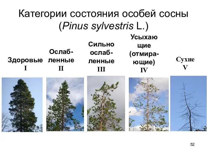 Категории состояния особей сосны (Pinus sylvestris L.) Здоровые I Ослаб-