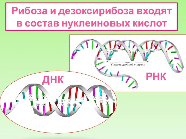 Рибоза и дезоксирибоза входят в состав нуклеиновых кислот ДНК РНК