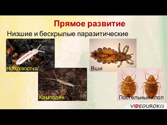 Прямое развитие Низшие и бескрылые паразитические насекомые. Постельный клоп Ногохвостка Камподея