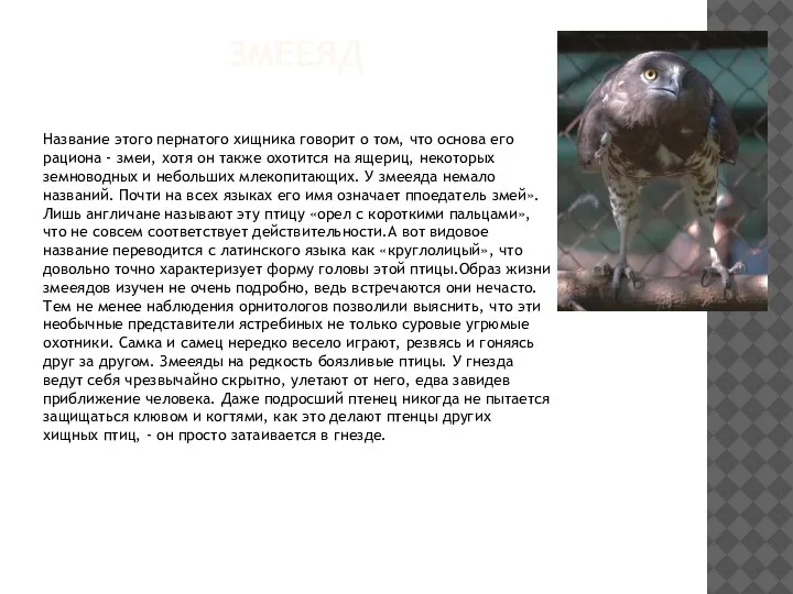 ЗМЕЕЯД Название этого пернатого хищника говорит о том, что основа