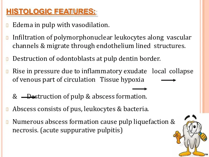HISTOLOGIC FEATURES: Edema in pulp with vasodilation. Infiltration of polymorphonuclear