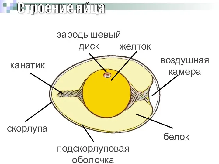 Строение яйца зародышевый диск желток воздушная камера белок подскорлуповая оболочка скорлупа канатик