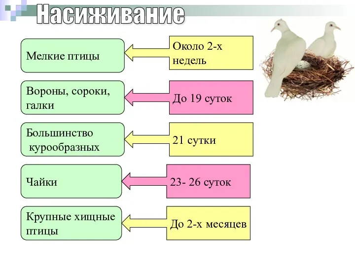 Насиживание Мелкие птицы Вороны, сороки, галки Большинство курообразных Чайки Крупные