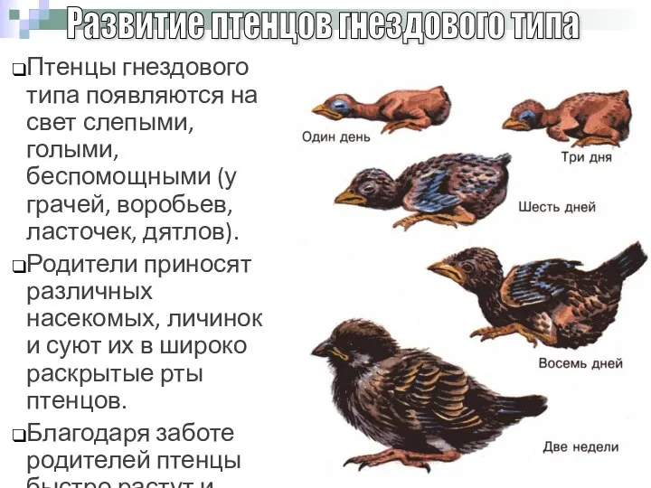 Птенцы гнездового типа появляются на свет слепыми, голыми, беспомощными (у