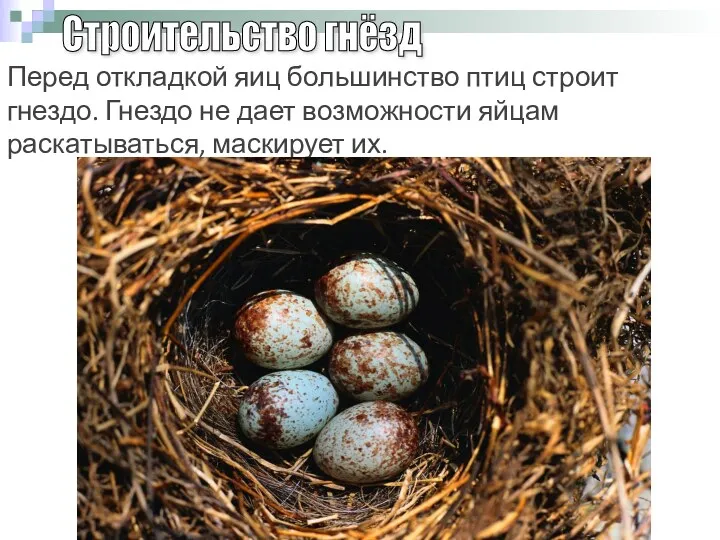 Перед откладкой яиц большинство птиц строит гнездо. Гнездо не дает
