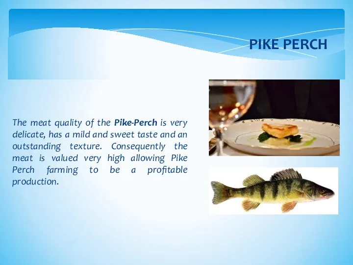 The meat quality of the Pike-Perch is very delicate, has