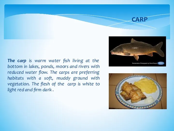 The carp is warm water fish living at the bottom