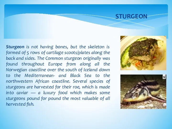 Sturgeon is not having bones, but the skeleton is formed