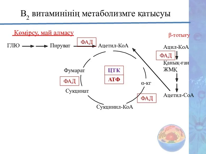 В2 витаминінің метаболизмге қатысуы Көмірсу, май алмасу ГЛЮ Пируват Ацетил-КоА