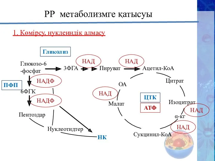 НАДФ НАДФ РР метаболизмге қатысуы 1. Көмірсу, нуклеиндік алмасу Глюкозо-6-фосфат