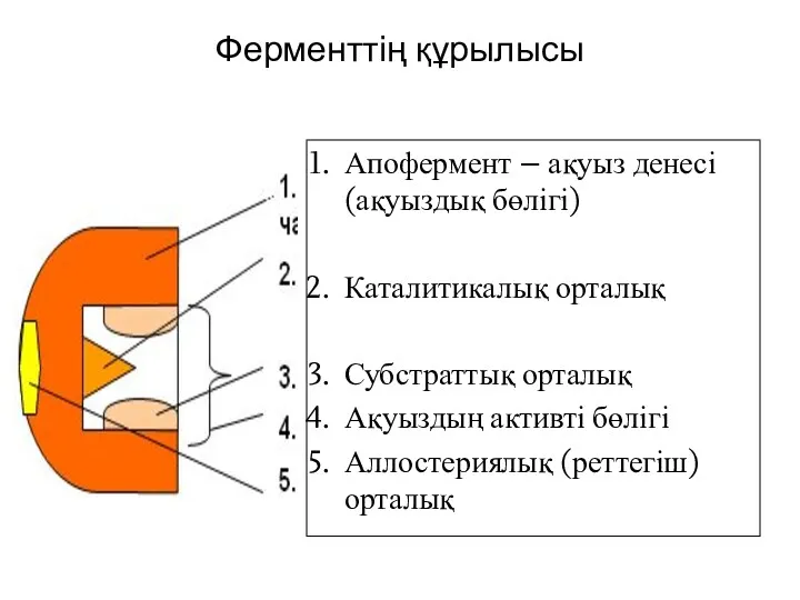 Ферменттің құрылысы Апофермент – ақуыз денесі (ақуыздық бөлігі) Каталитикалық орталық