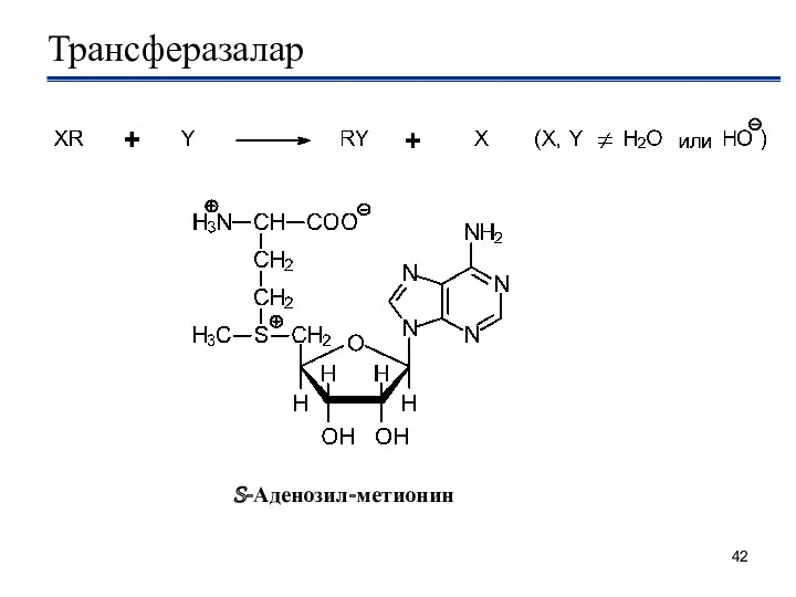 Трансферазалар S-Аденозил-метионин
