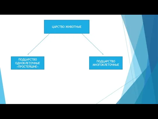 ЦАРСТВО ЖИВОТНЫЕ ПОДЦАРСТВО ОДНОКЛЕТОЧНЫЕ «ПРОСТЕЙШИЕ» ПОДЦАРСТВО МНОГОКЛЕТОЧНЫЕ
