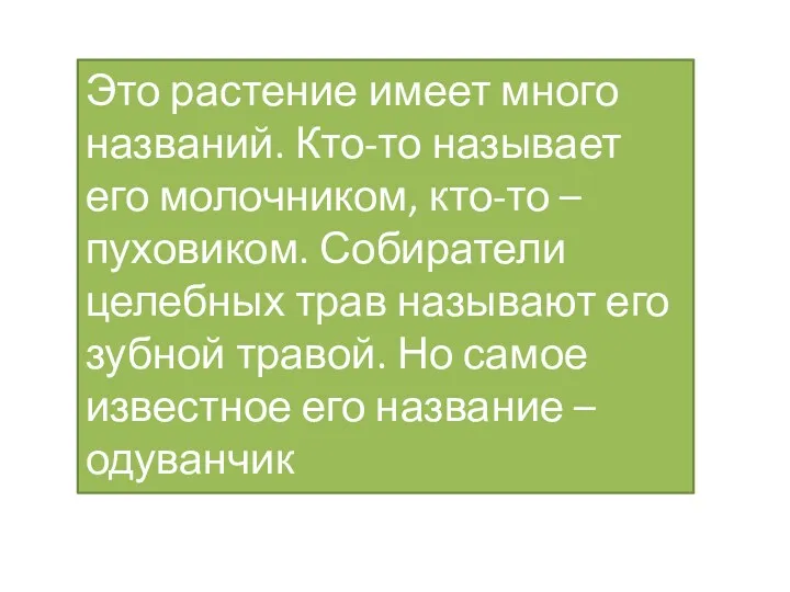 Это растение имеет много названий. Кто-то называет его молочником, кто-то