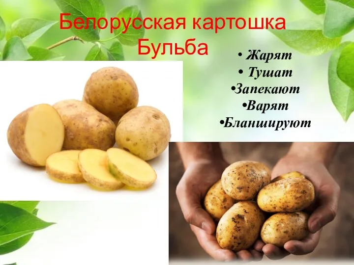 Белорусская картошка Бульба Жарят Тушат Запекают Варят Бланшируют