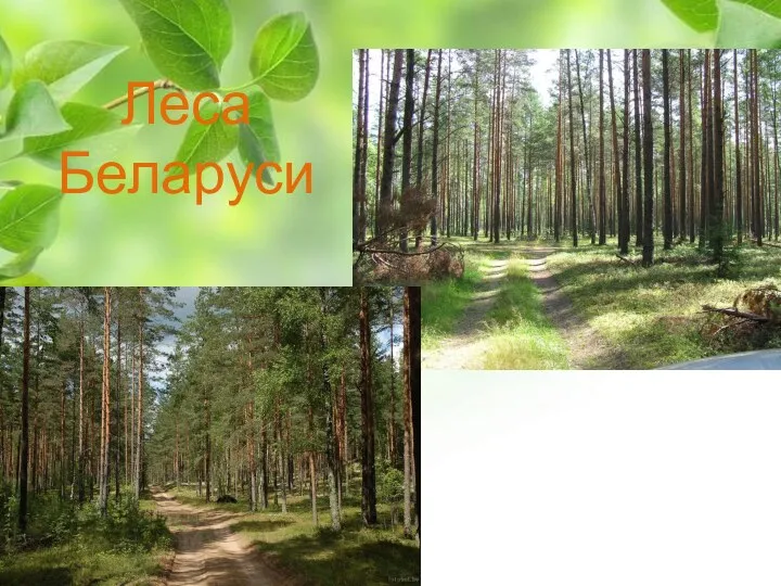 Леса Беларуси