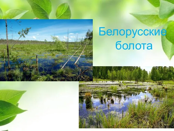 Белорусские болота