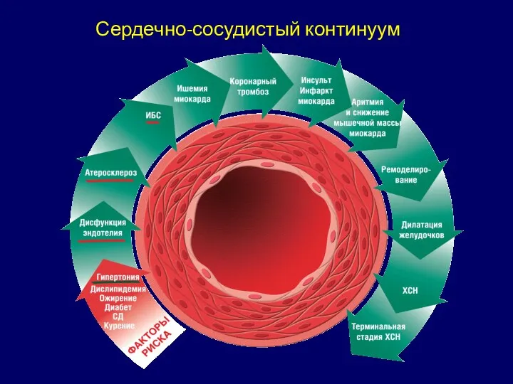 Сердечно-сосудистый континуум