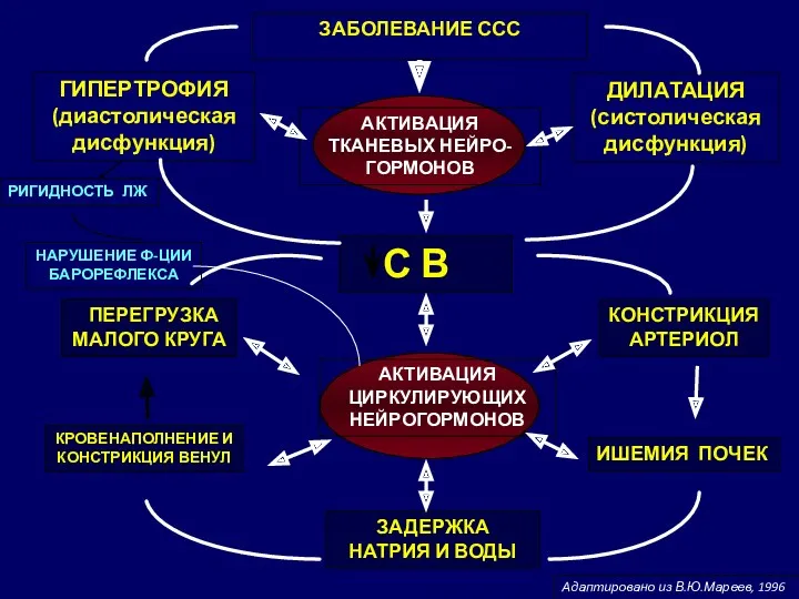 ЗАБОЛЕВАНИЕ ССС С В АКТИВАЦИЯ ТКАНЕВЫХ НЕЙРО- ГОРМОНОВ ГИПЕРТРОФИЯ (диастолическая