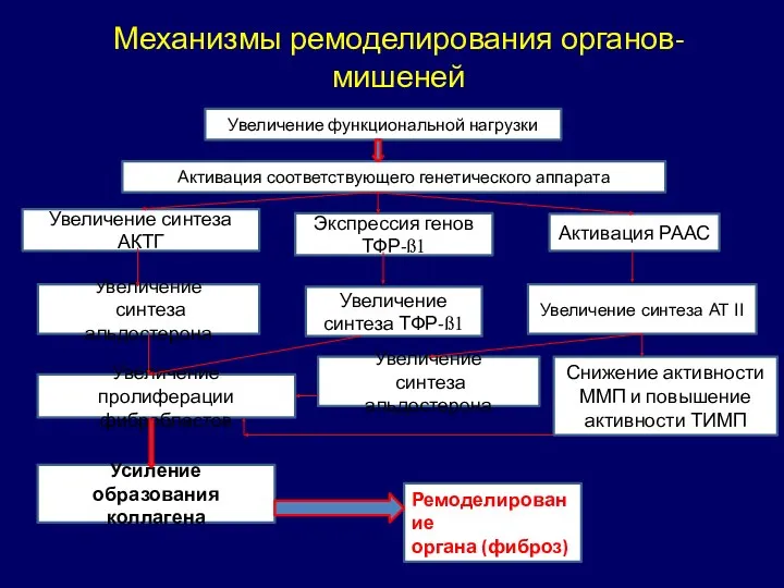 Механизмы ремоделирования органов-мишеней Увеличение функциональной нагрузки Активация соответствующего генетического аппарата