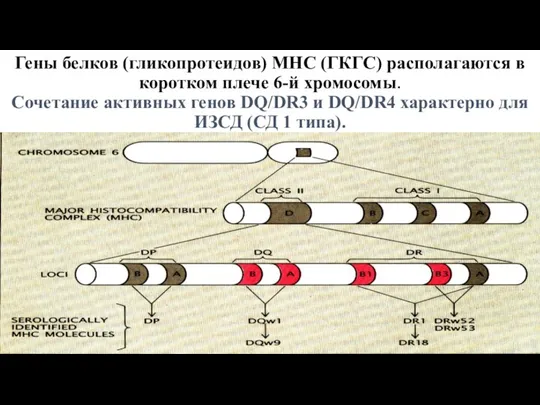 Гены белков (гликопротеидов) МНС (ГКГС) располагаются в коротком плече 6-й