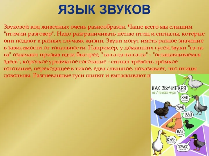 ЯЗЫК ЗВУКОВ Звуковой код животных очень разнообразен. Чаще всего мы слышим "птичий разговор".