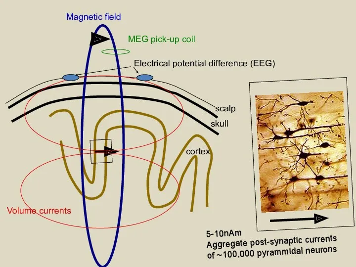 Volume currents Magnetic field Electrical potential difference (EEG) 5-10nAm Aggregate