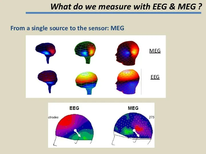 MEG EEG What do we measure with EEG & MEG