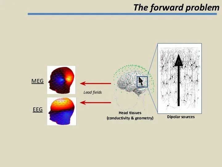 Lead fields MEG EEG Dipolar sources Head tissues (conductivity & geometry) The forward problem