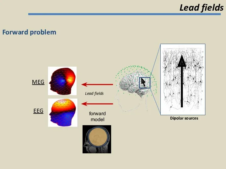 Forward problem Lead fields MEG EEG Dipolar sources Lead fields forward model