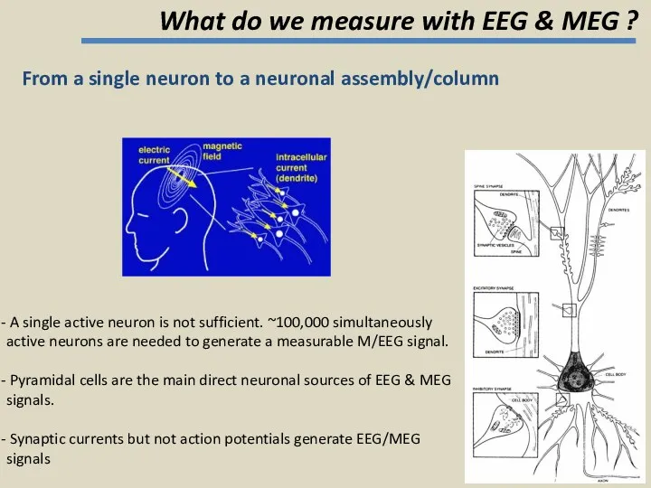 From a single neuron to a neuronal assembly/column A single