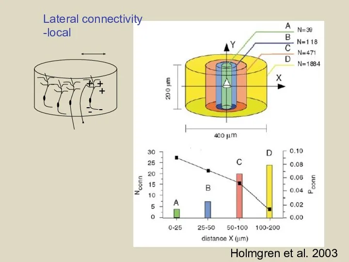 Holmgren et al. 2003 Lateral connectivity -local