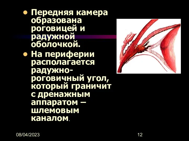 08/04/2023 Передняя камера образована роговицей и радужной оболочкой. На периферии