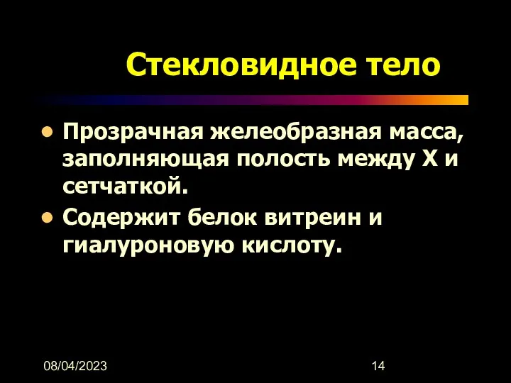 08/04/2023 Стекловидное тело Прозрачная желеобразная масса, заполняющая полость между Х