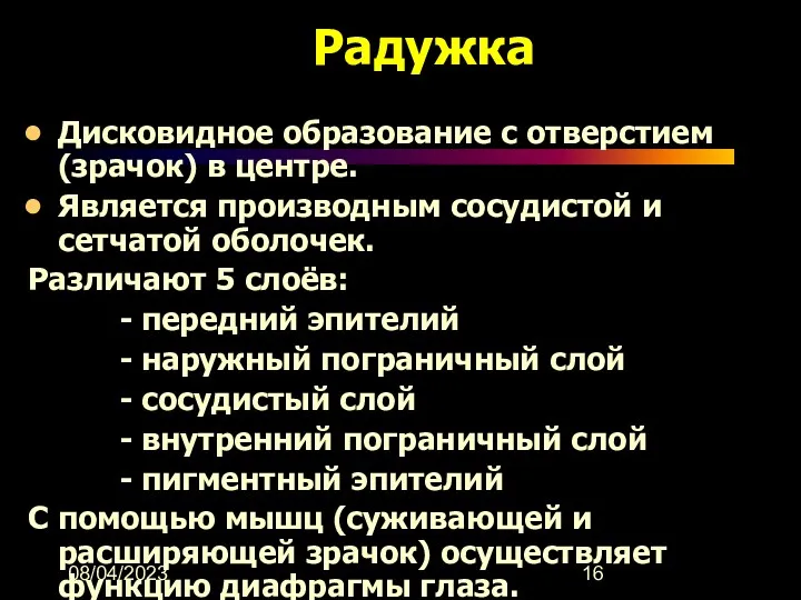 08/04/2023 Радужка Дисковидное образование с отверстием (зрачок) в центре. Является