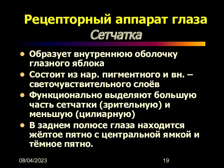 08/04/2023 Рецепторный аппарат глаза Сетчатка Образует внутреннюю оболочку глазного яблока