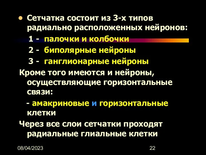 08/04/2023 Сетчатка состоит из 3-х типов радиально расположенных нейронов: 1