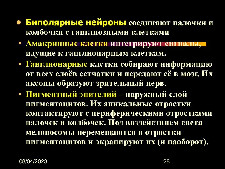 08/04/2023 Биполярные нейроны соединяют палочки и колбочки с ганглиозными клетками