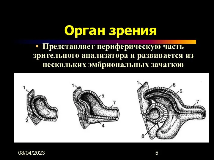 08/04/2023 Орган зрения Представляет периферическую часть зрительного анализатора и развивается из нескольких эмбриональных зачатков