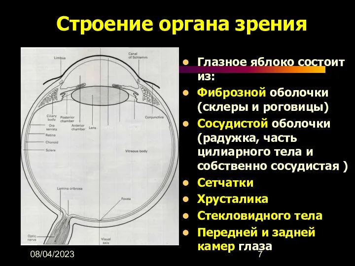 08/04/2023 Строение органа зрения Глазное яблоко состоит из: Фиброзной оболочки