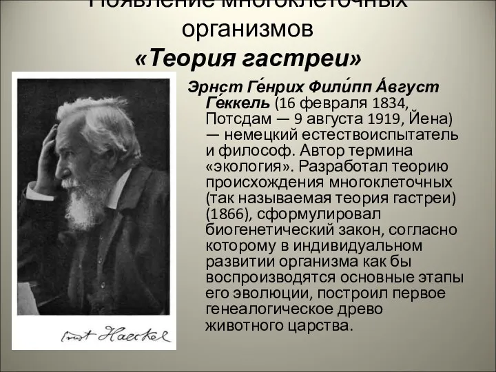 Появление многоклеточных организмов «Теория гастреи» Эрнст Ге́нрих Фили́пп А́вгуст Ге́ккель