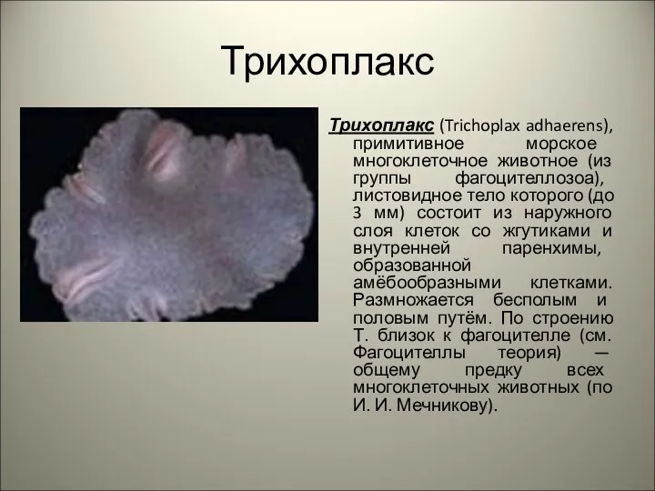 Трихоплакс Трихоплакс (Trichoplax adhaerens), примитивное морское многоклеточное животное (из группы