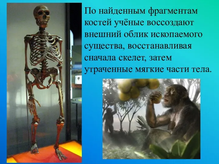 По найденным фрагментам костей учёные воссоздают внешний облик ископаемого существа, восстанавливая сначала скелет,